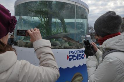 Прохожие рассматривают гигантский аквариум на Тверском бульваре, установленный в рамках фестиваля `Рыбная неделя` в Москве.