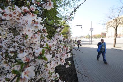 Цветение сакуры в Москве.