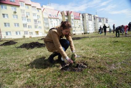 Девушка садит дерево на аллее, в рамках акции \"Лес Победы\". Екатеринбург