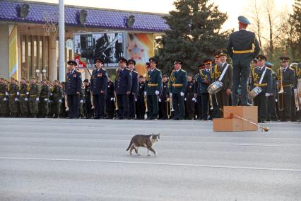 Уфа. Кошка на генеральной репетиции Парада Победы, посвященного 70-летию Победы в Великой Отечественной войне.