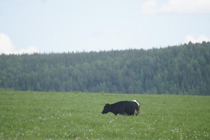 Корова пасется в поле. село Кадниково. Свердловская область