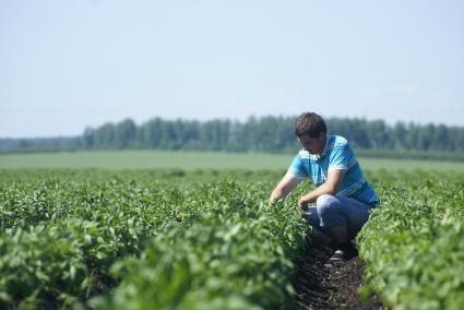 Агроном Антон Шмаков на картофельном поле. ОАО \"Бородулинское\". Сысертский район. Свердловская область