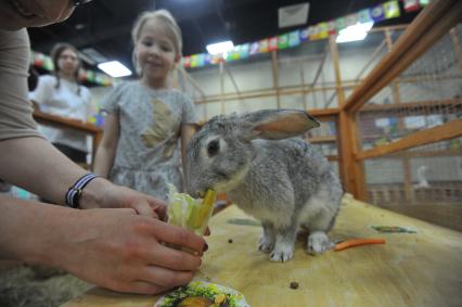 Москва. Девушка кормит кролика в контактном зоопарке `Ребятам о зверятах` в ТЦ `Водный`.