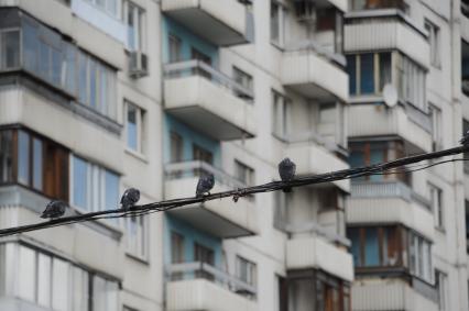 Москва. Голуби сидят на проводах.