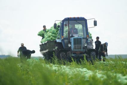 Погрузка мешков с кабустой в грузовой прицеп трактора, во время сбора урожая белокачанной капусты. Агропромышленный комплекс \"Белореченский\". Свердловская область.