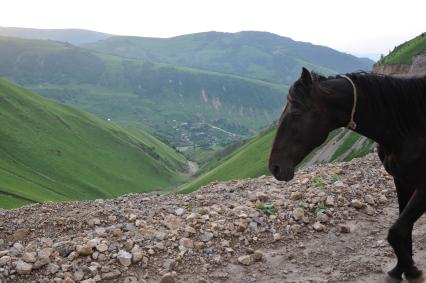 Чечня. Веденский район. Лошадь идет по дороге.