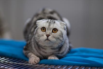 Ставрополь. Британская вислоухая кошка на международной выставке кошек.