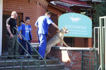 Сотрудники Екатеринбургского зоопарка на шлейке  выводят волчицу в вольер.