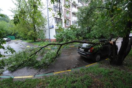 Ливень в Москве. Поваленное грозой дерево во дворе района Выхино.