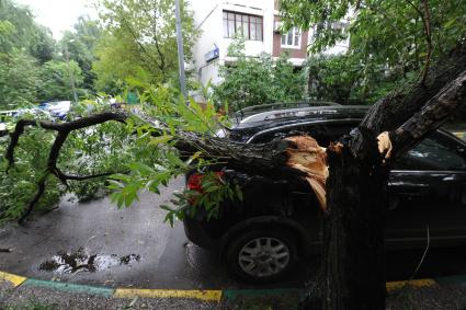 Ливень в Москве. Поваленное грозой дерево во дворе района Выхино.