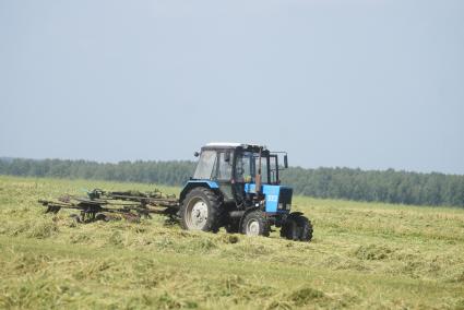 Сбор кормовых культур на поле в селе Клевакинское, Свердловской области.