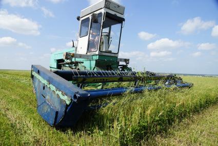 Сбор кормовых культур на поле в селе Клевакинское, Свердловской области.