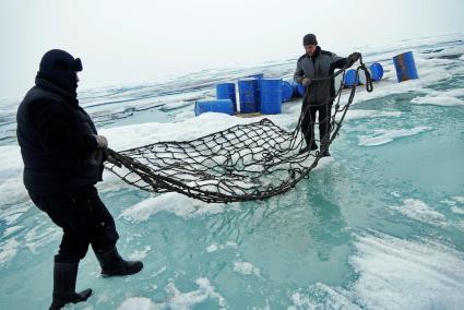 Полярники с сезонной дрейфующей станции \"Северный полюс 2015\" из Арктики, собирают в сеть виние бочки с топливом, для подъема на ледокол \"Капитан Драницын\" перед эвакуацией на большую землю. Северный полюс. Северный ледовитый океан