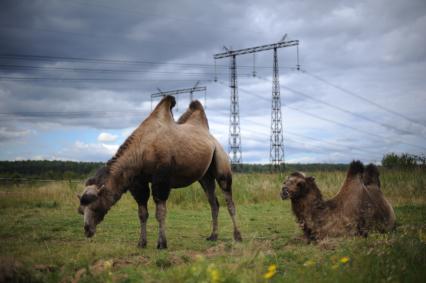 Московская область, д. Беляниново.  В Подмосковье обнаружены `беспризорные` верблюды.