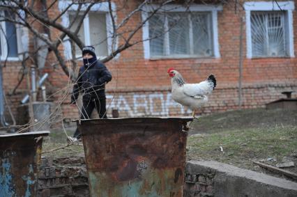 Ингушетия. Назрань. Петухи во дворе дома.