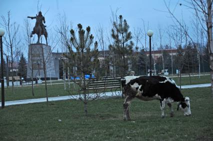 Ингушетия. Корова пасется в сквере.