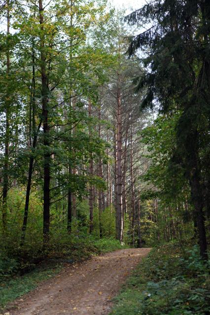 Белоруссия, Гродненская область. Лес в районе Августовского канала.