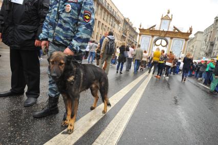 Москва. Служебная собака во время празднования Дня города на Тверской улице.