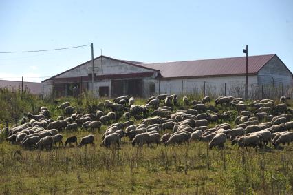 Калининградская область.  Ферма экс-мэра Москвы  Юрия Лужкова.  Стадо пасущихся овец.
