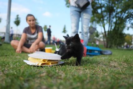 Москва. Котенок во время фестиваль `Остров 90-х`  в парке искусств `Музеон`.