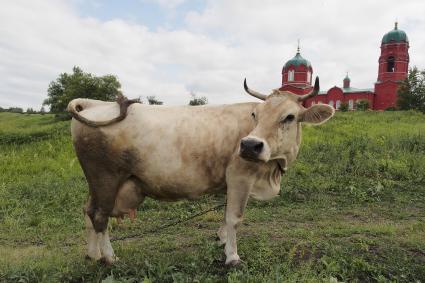 Тульская область. Корова на фоне Храма Рождества Богородицы на Куликовом поле.