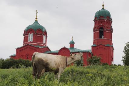 Тульская область. Корова на фоне Храма Рождества Богородицы на Куликовом поле.