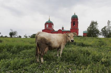 Тульская область. Корова на фоне Храма Рождества Богородицы на Куликовом поле.