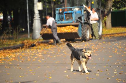 Москва. `Бабье лето`. Бездомная собака в парке `Сокольники`.