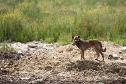 Ставрополь. Бездомная собака на городской свалке.