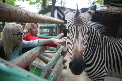 Ставрополь. Девушки гладят зебру в контактном зоопарке `Берендеево`.