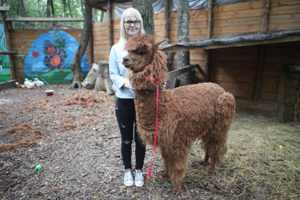 Ставрополь. Альпака Лаки в контактном зоопарке `Берендеево` после стрижки.