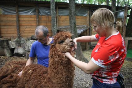 Ставрополь. Стрижка альпаки Лаки в контактном зоопарке `Берендеево`.