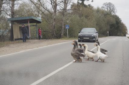 Тульская область. Гуси переходят дорогу.