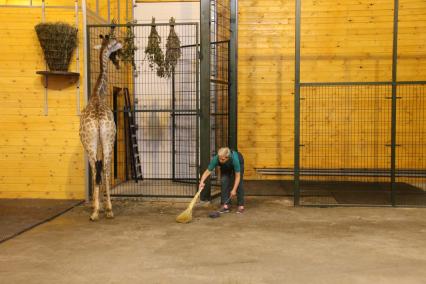 Нижний Новгород. Сотрудница зоопарка Лимпопо убирает вольер, где живет годовалая жирафик Радуга.