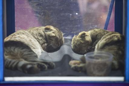 Ставрополь. Вислоухие кошки на международной выставке кошек.