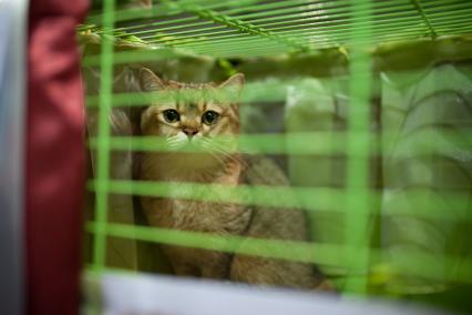 Ставрополь. Британская кошка на международной выставке кошек.