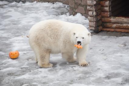 Челябинск. Хэллоуин в зоопарке. Белый медведь ест праздничную тыкву.