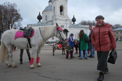 г.Таруса. Катание на лошади и пони у Собора Петра и Павла.