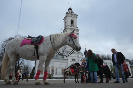 г.Таруса. Катание на лошади и пони у Собора Петра и Павла.