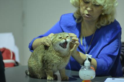 Ставрополь. Шотландская вислоухая кошка на Международной выставке кошек.
