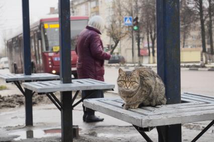 Тула. Уличный кот сидит на автобусной остановке.