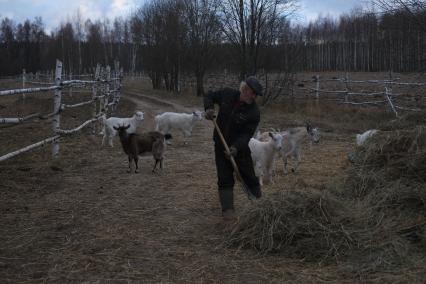 г.Таруса. Фермерское хозяйство  швейцарца Йорга Дусса.  Мужчина убирает сено.