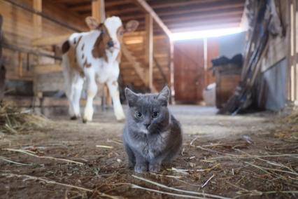 г.Таруса. Фермерское хозяйство швейцарца Йорга Дусса. Котенок в коровнике.