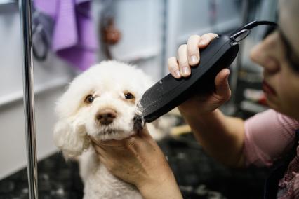 Ставрополь. Грумер стрижет машинкой собаку в салоне для животных.