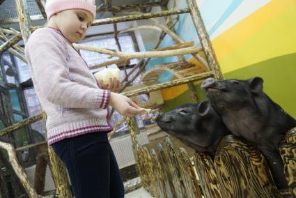 Екатеринбург. Минипиги в контактном зоопарке `Лукоморье`.