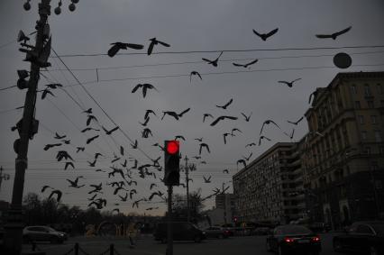 Москва.  Стая голубей  на Тверской улице.