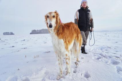 Свердловская область. Русская борзая во время охоты на лису и зайца с участницами дамского охотничьего клуба `Леди га-га-га`.