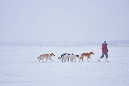 Свердловская область. Русские борзые собаки во время охоты на лису и зайца с участницами дамского охотничьего клуба `Леди га-га-га`.