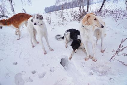 Свердловская область. Русские борзые собаки во время охоты на лису и зайца с участницами дамского охотничьего клуба `Леди га-га-га`.