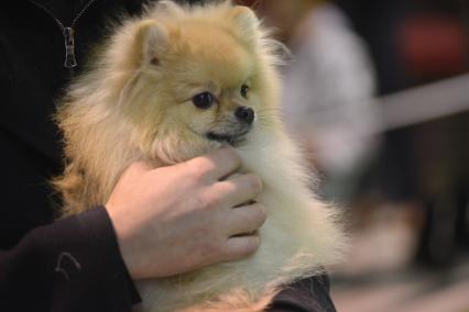 Ставрополь. Собака породы шпиц на Международной выставке собак ранга CACIB.